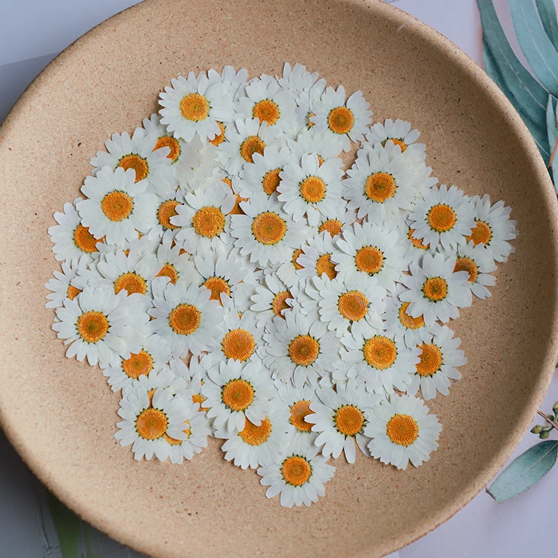 Dried Flower Bookmark - 60X Pressed Dried White/Dyed Chrysanthemum Paludosum