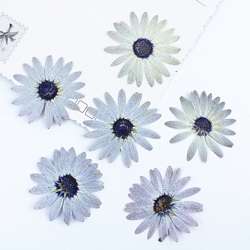 Dried Flower Bookmark - 12pcs/4-6cm,Premium Gray-White Margaret Dried Pressed Flower-DIY