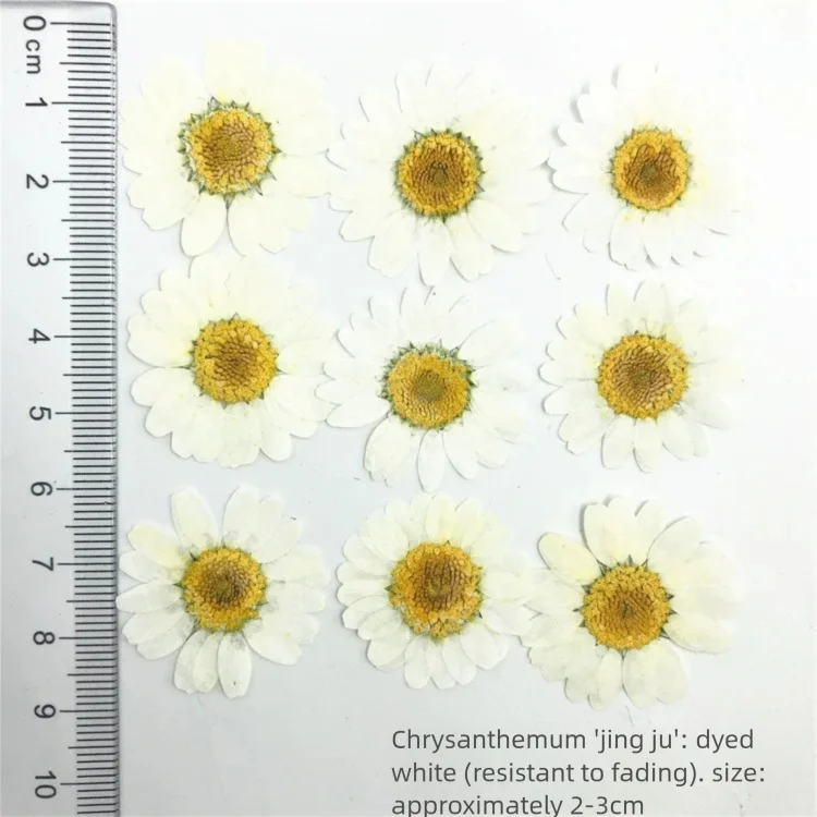 100Pcs Dyed Chrysanthemum Drie - Dried Flower Bookmark review and price