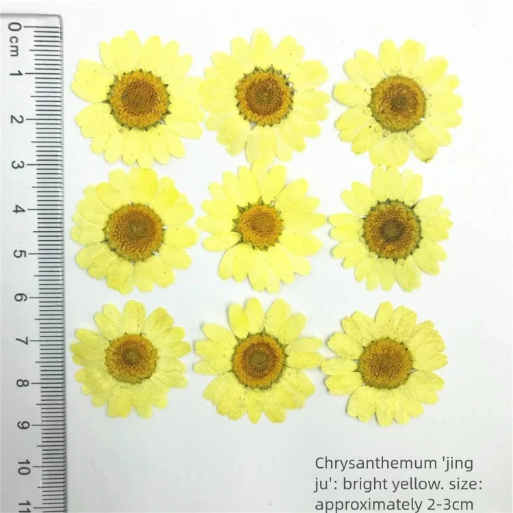 100Pcs Dyed Chrysanthemum Drie - Dried Flower Bookmark review and price