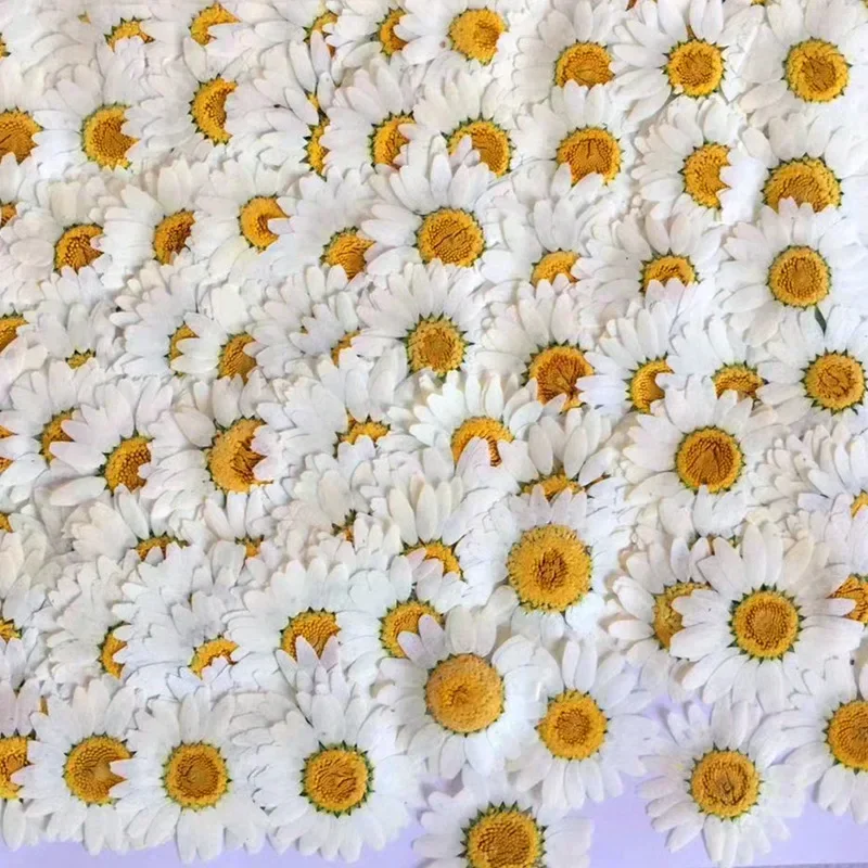 60X Pressed Dried White/Dyed C - Dried Flower Bookmark review and price