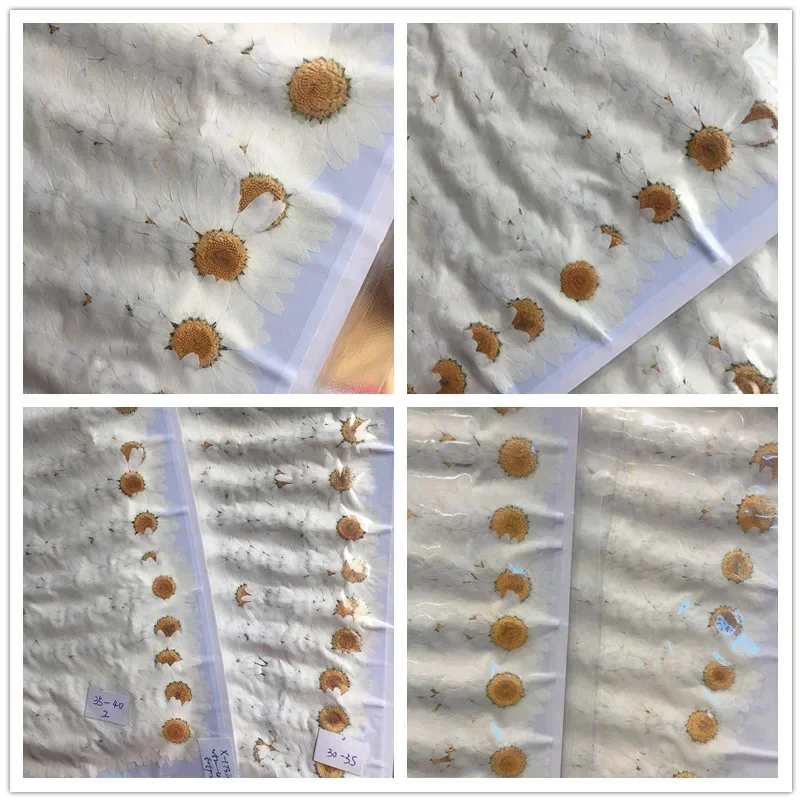 60X Pressed Dried White/Dyed C - Dried Flower Bookmark review and price