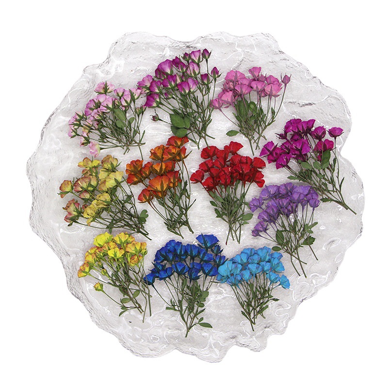 36X Pressed Dried Multi-heads  - Dried Flower Bookmark review and price