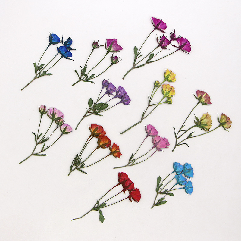 36X Pressed Dried Multi-heads  - Dried Flower Bookmark review and price