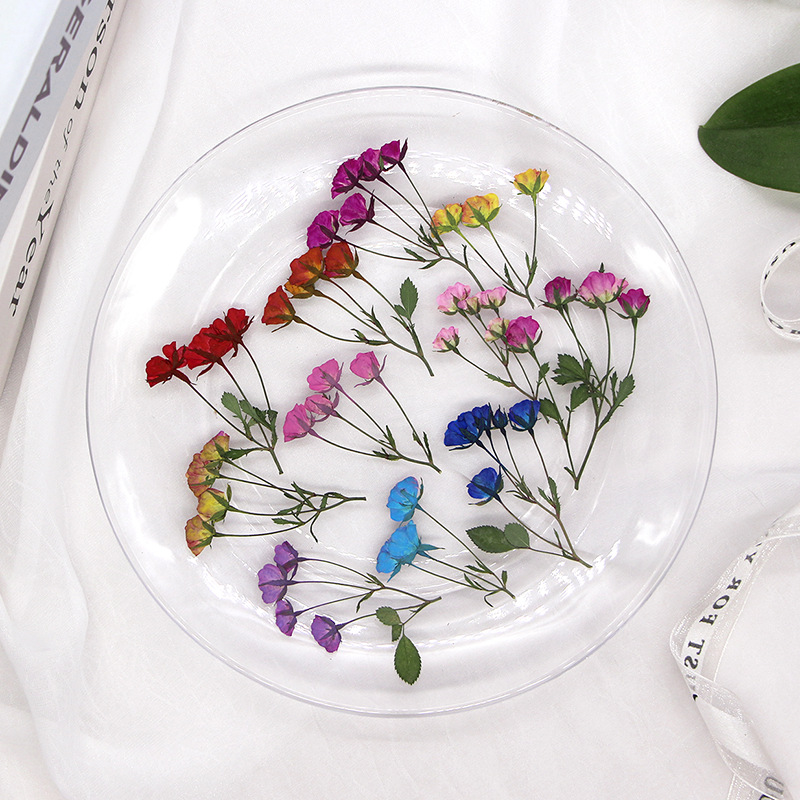 36X Pressed Dried Multi-heads  - Dried Flower Bookmark review and price