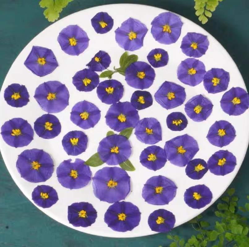 100pcs Pressed Dried Lycianthe - Dried Flower Bookmark review and price