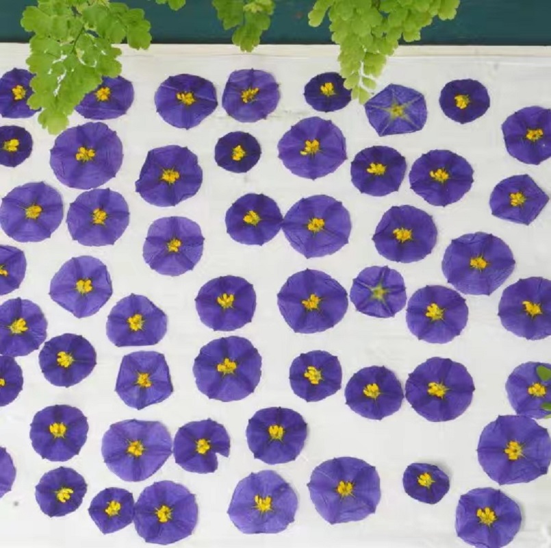 100pcs Pressed Dried Lycianthe - Dried Flower Bookmark review and price