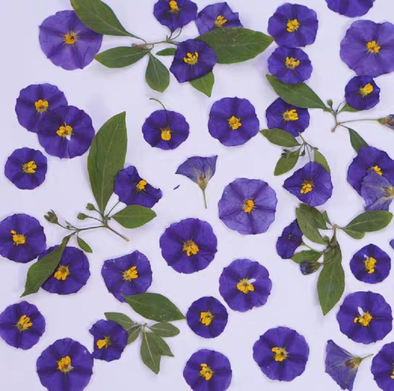 100pcs Pressed Dried Lycianthe - Dried Flower Bookmark review and price