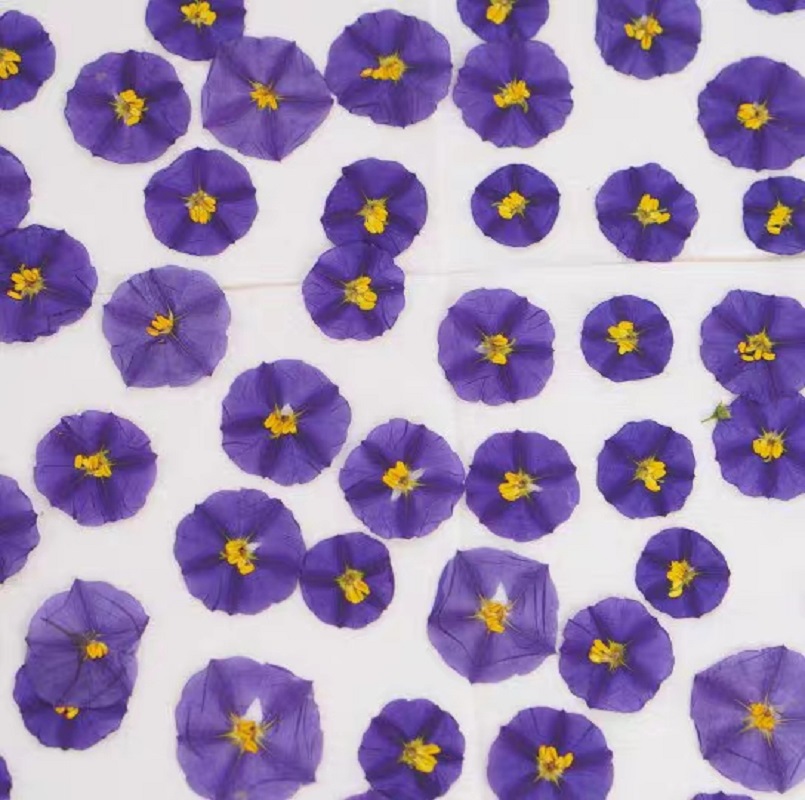 100pcs Pressed Dried Lycianthe - Dried Flower Bookmark review and price