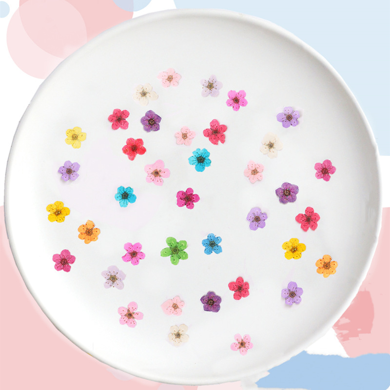 60pcs Mini Pressed Dried Narci - Dried Flower Bookmark review and price