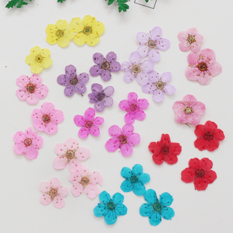 60pcs Mini Pressed Dried Narci - Dried Flower Bookmark review and price