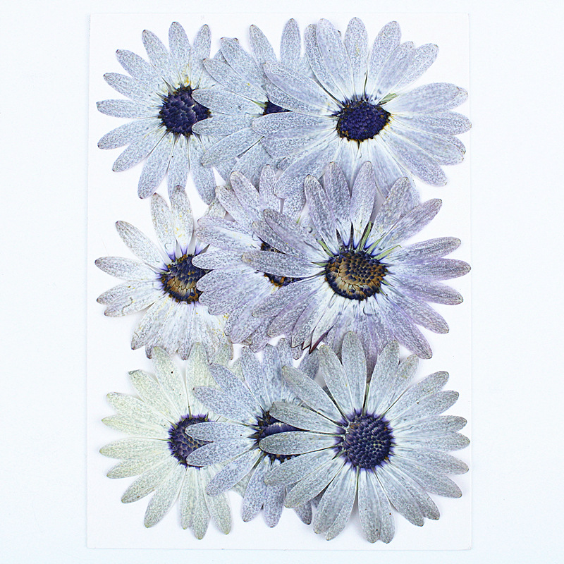 12pcs/4-6cm,Premium Gray-White - Dried Flower Bookmark review and price