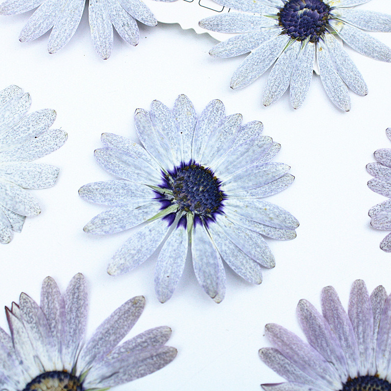 12pcs/4-6cm,Premium Gray-White - Dried Flower Bookmark review and price
