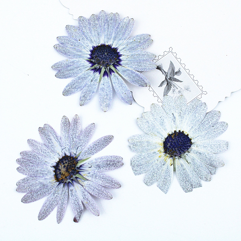 12pcs/4-6cm,Premium Gray-White - Dried Flower Bookmark review and price