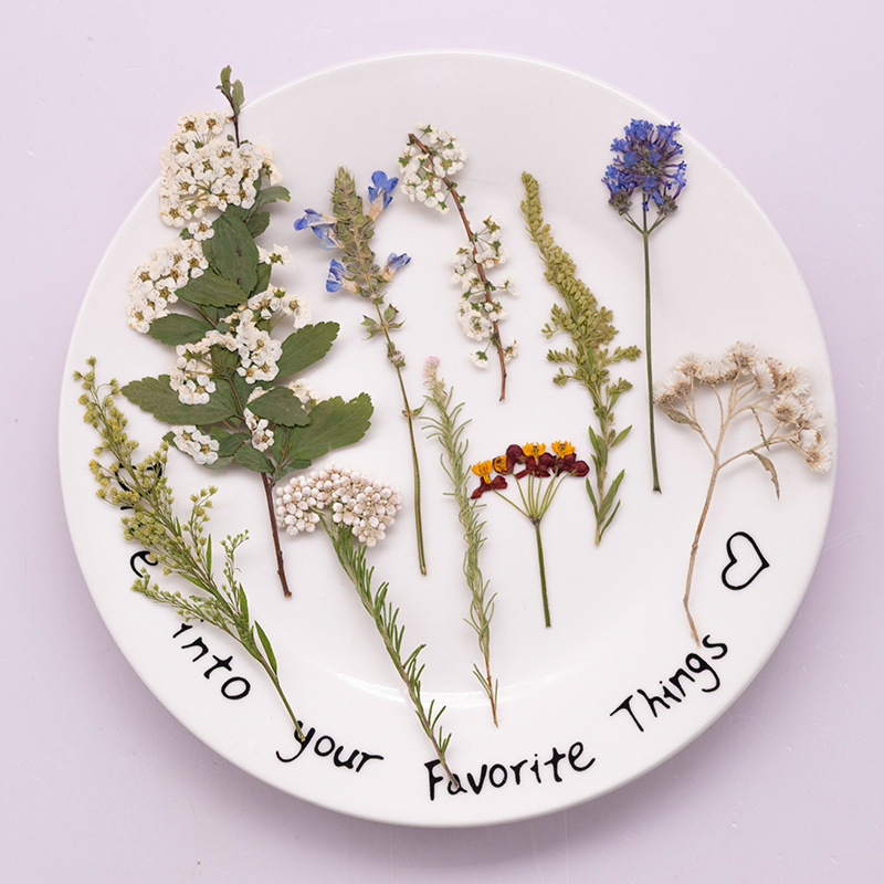 500Pcs Large Package of Fern P - Dried Flower Bookmark review and price