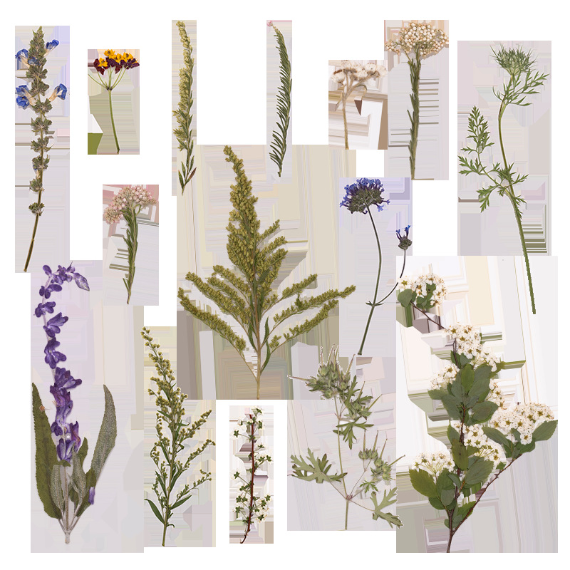 500Pcs Large Package of Fern P - Dried Flower Bookmark review and price