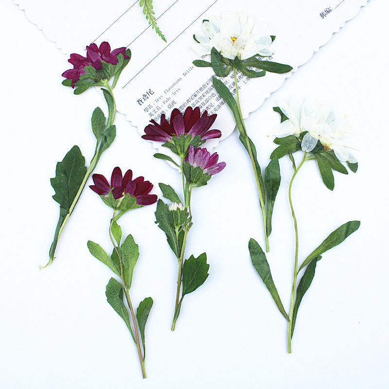24pcs,Mini Chrysanthemum Press - Dried Flower Bookmark review and price
